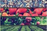 Convocatoria para productores horti-frutícolas